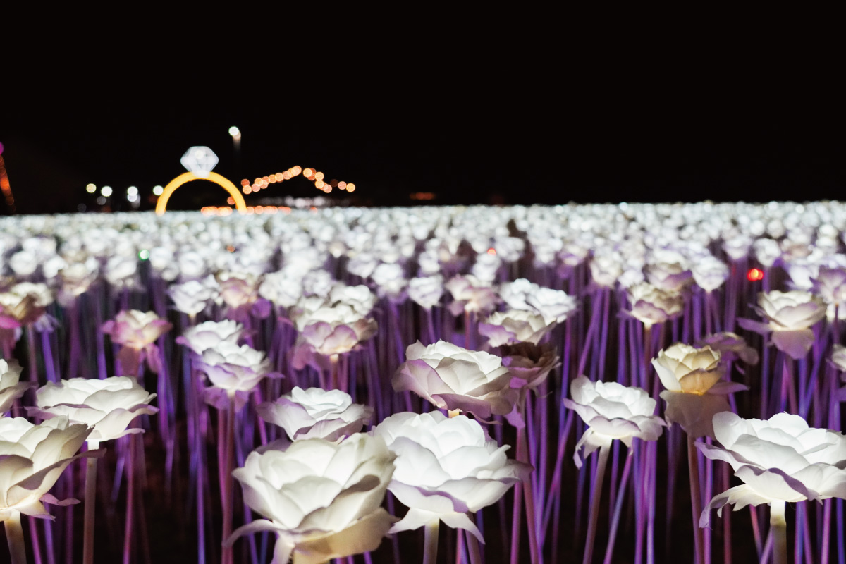 純白のバラが夜空に浮かぶ 「10,000 Roses」 へ
