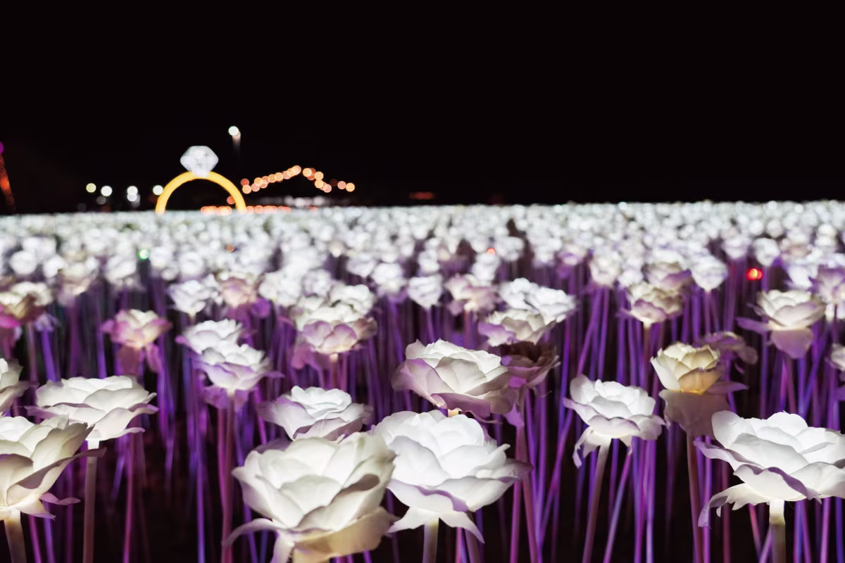 純白のバラが夜空に浮かぶ 「10,000 Roses」 へ
