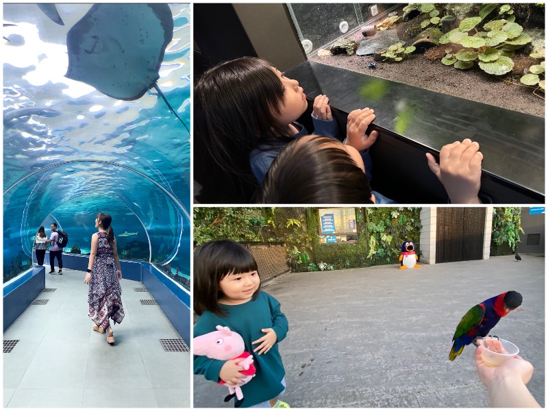 最大級！セブ島の水族館で海の世界を探検