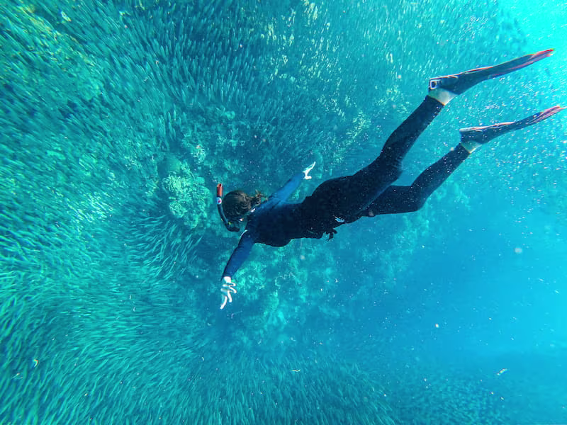 オスロブのジンベイザメ、モアルボアルのウミガメ＆イワシ群れ、白砂のホワイトビーチを1日で巡る人気ツアー。セブ島の海を満喫できる贅沢プランです。