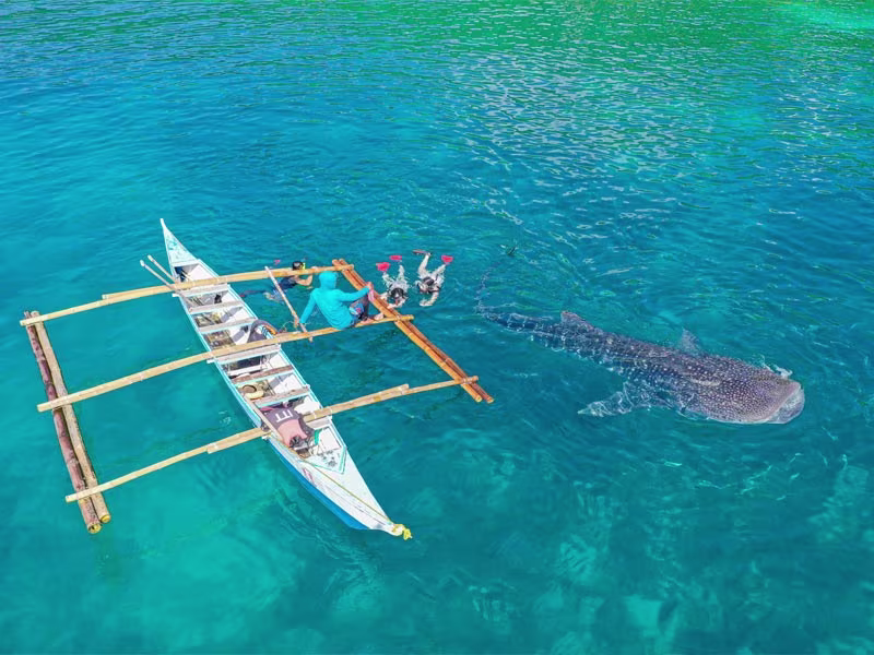 セブ島ジンベイザメツアー(昼頃帰着)|午後は自由に過ごせる効率プラン 🦈