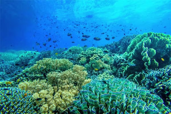 海洋保護区でシュノーケリング