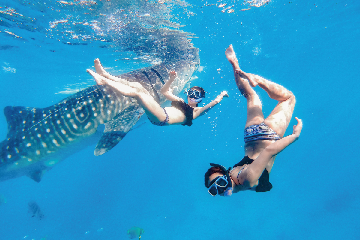 ジンベイザメと一緒に泳ぐ体験