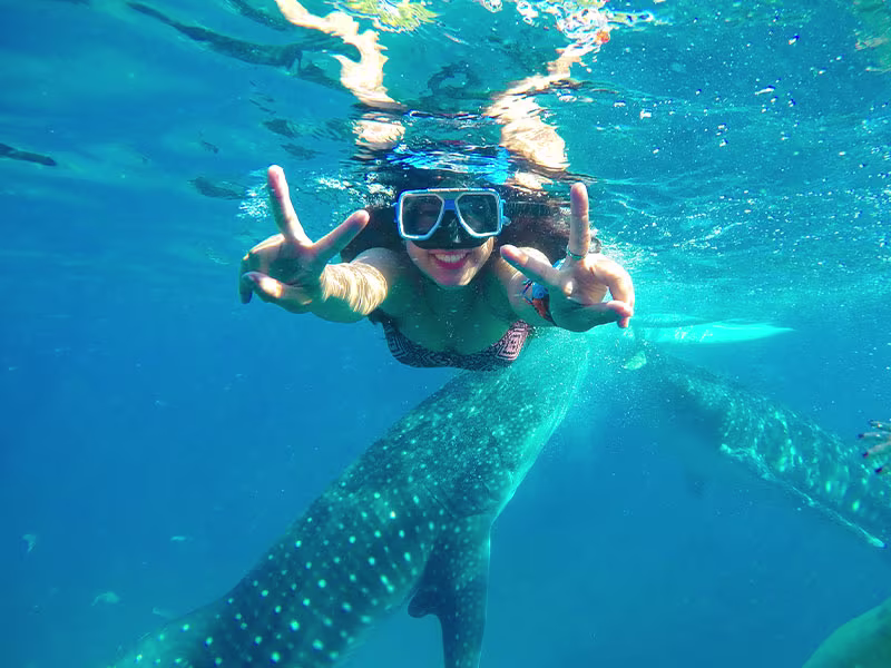 セブ島で一番人気のジンベイザメツアーを最短ルートで！13時頃にはセブ市内へ帰着できるため、午後はショッピングやスパ、マッサージなど自由に時間を使いたい方に最適です。早朝出発で感動体験を楽しみ、午後はゆったり過ごす。そんな賢いセブ島観光をサポートします。
