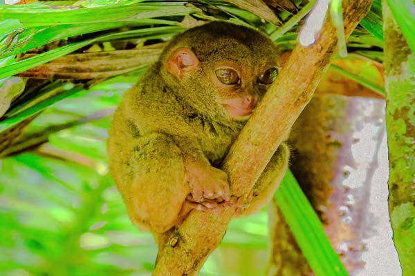 ターシャ自然保護区