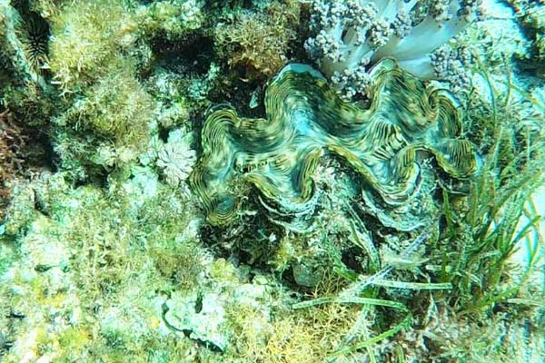 シュノーケリングエリアでひと泳ぎ