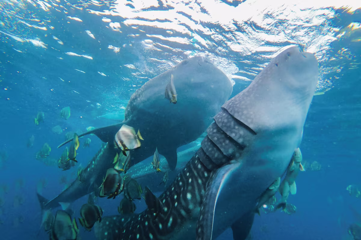 ジンベイザメと泳ぐ、一生モノの体験