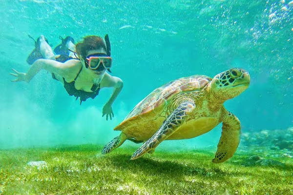 優雅に泳ぐウミガメとご対面