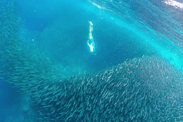 迫力満点！イワシトルネード