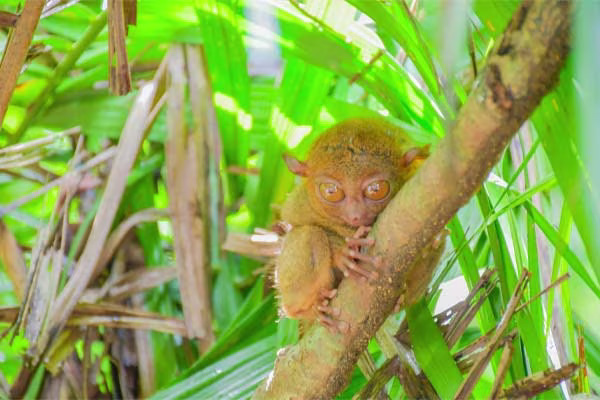 ボホール島名物「ターシャ」に会いにいこう