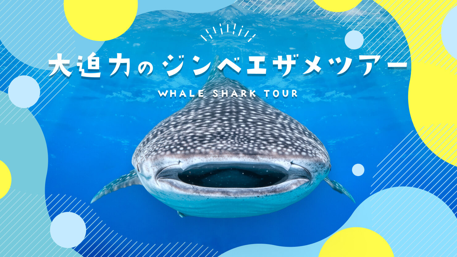 ジンベイザメに、会いに行こう。