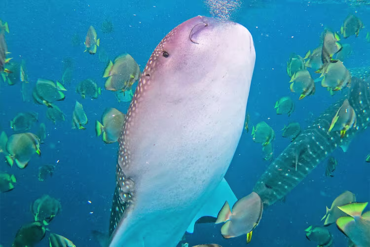 ジンベイザメウォッチング最速プラン