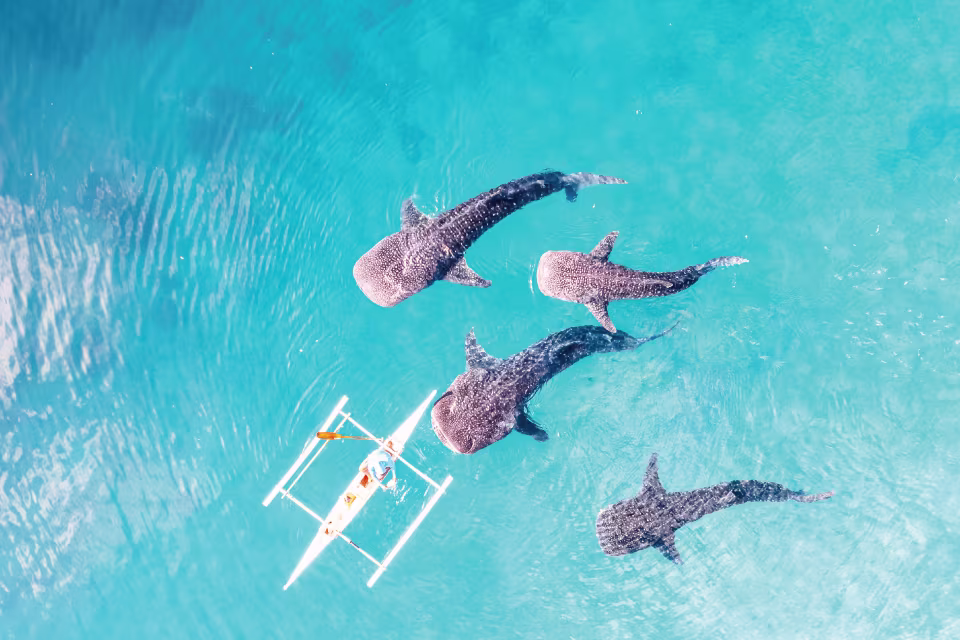 【セブ島旅行の決定版】 ジンベイザメ&スミロン島&カワサン滝ツアー（ランチ付き・無料送迎＆自由下車OK）