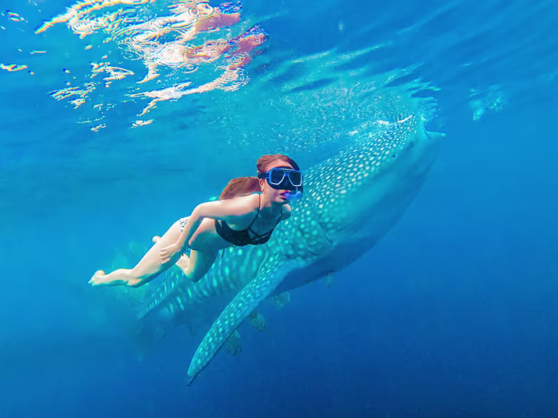 ジンベイザメと神秘的なツマログ滝、オーシャンビューレストランでのランチ！午後も遊びたいあなたにおすすめツアー