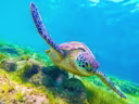 ジンベイ・スミロン島・モアルボアル｜ウミガメ＆イワシと泳ぐ体験ツアー 🐢 3