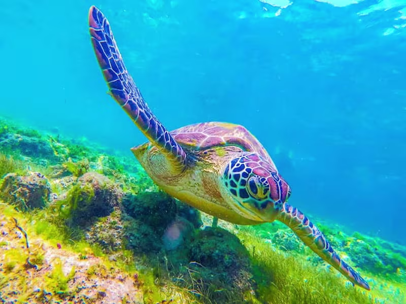 ジンベイ・スミロン島・モアルボアル|ウミガメ&イワシと泳ぐ体験ツアー 🐢