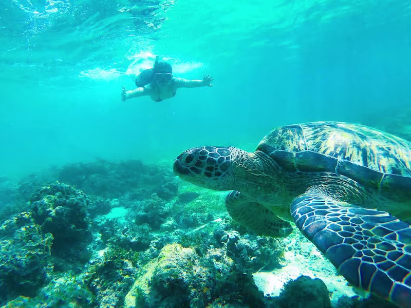 ジンベイ・スミロン島・モアルボアル|ウミガメ&イワシと泳ぐ体験ツアー 🐢