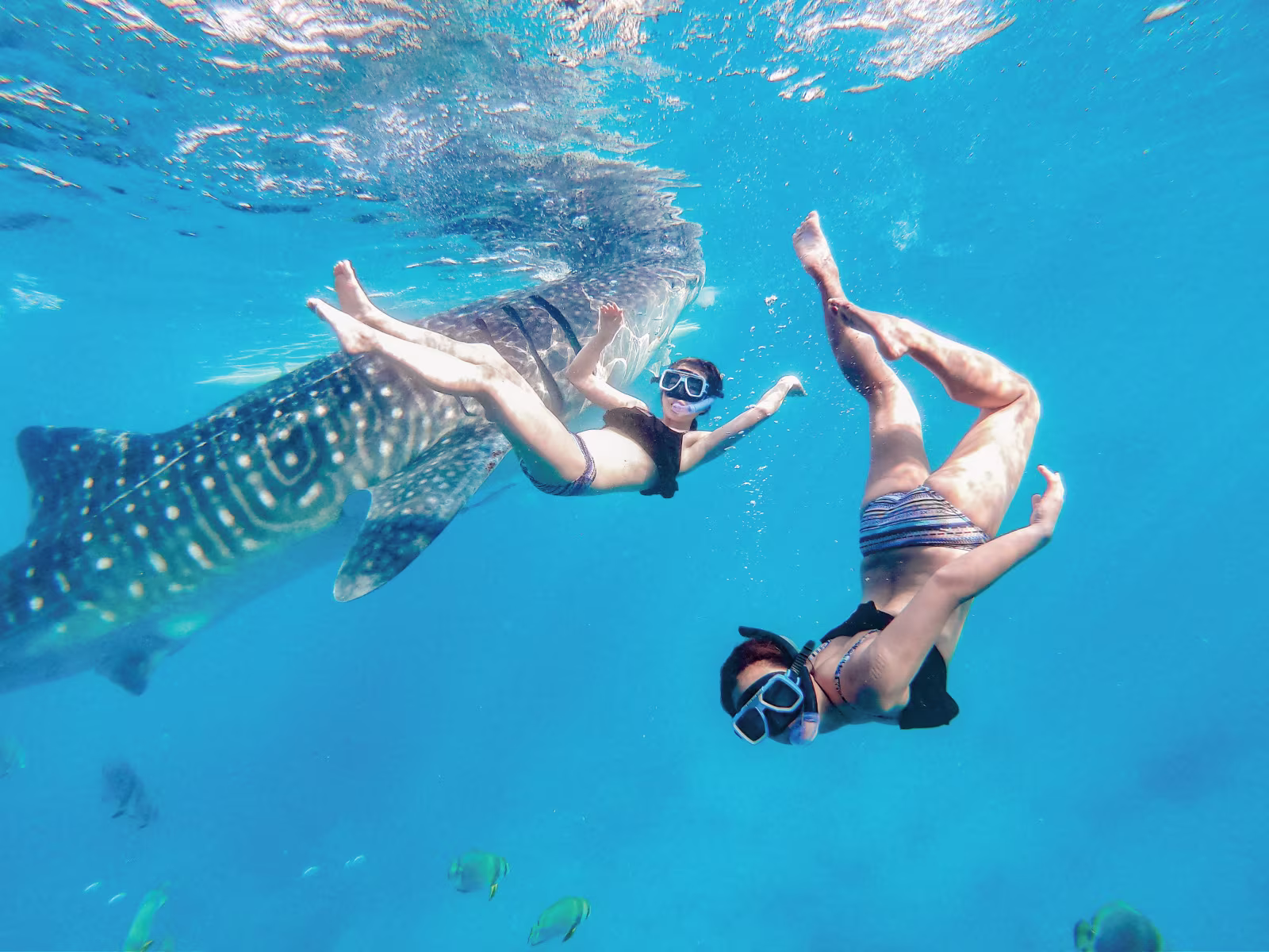 1日に2か所でキャニオニングに挑戦!自然豊かなセブ島ならではのジンベイザメ、カワサン滝、ツマログ滝、アギニット滝を巡るCSPトラベルオリジナルツアーでアクティブなセブ旅行を思いっきり楽しもう。