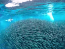 モアルボアルツアーでセブ島のウミガメとイワシトルネードに会いに行こう 4