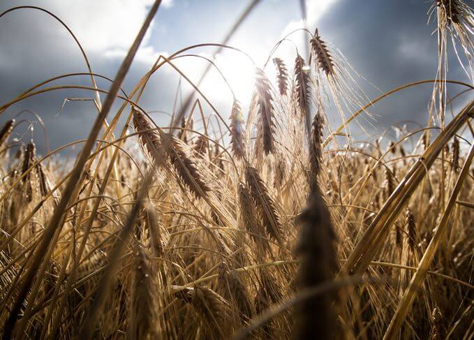The Rediscovery of Bere Barley - The Journal - VCL Vintners