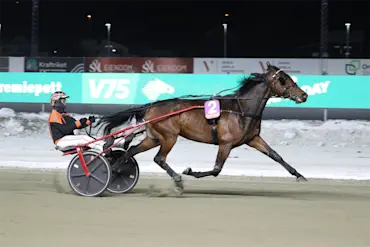 Mister Mustache hesteguiden.com.webp