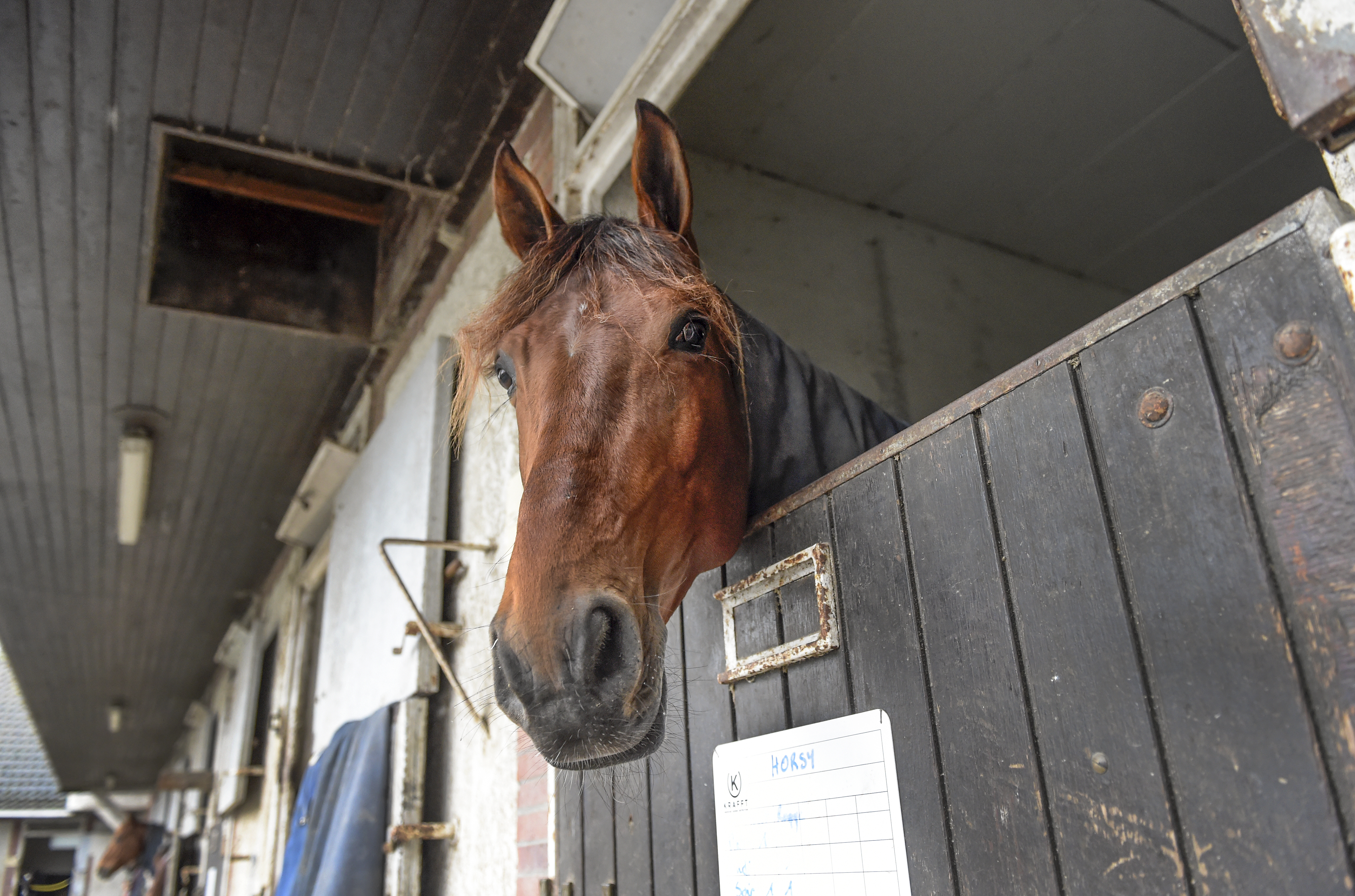 Horsy Dream i boxen på Grosbois.jpg