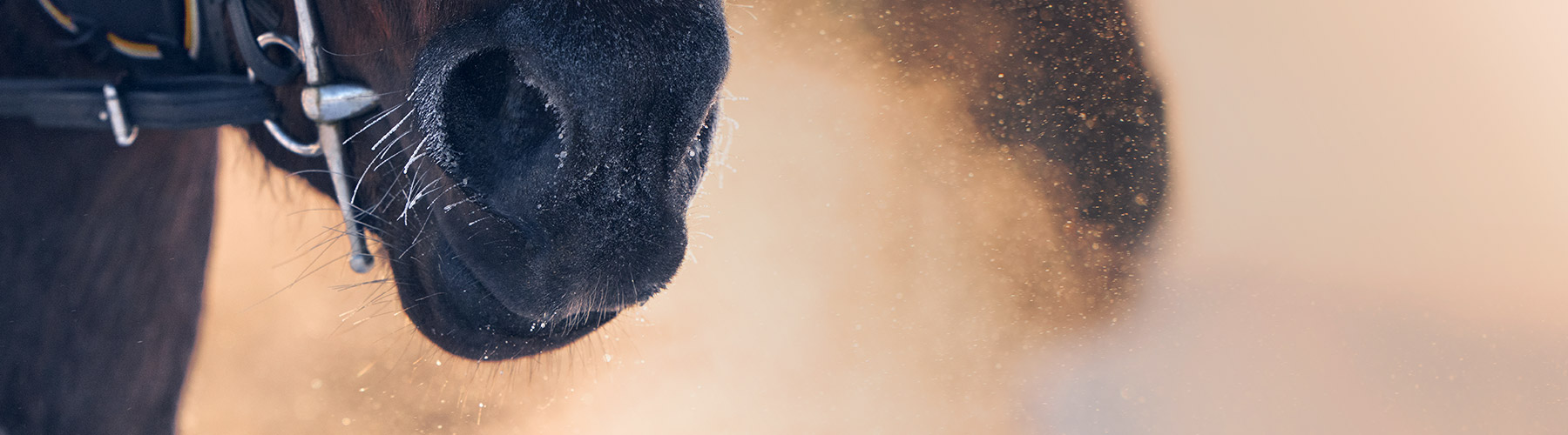 ATG - Spel på Sport, Häst och Casino