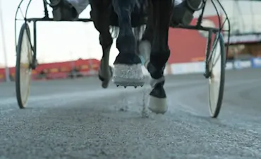 HÄSTHOV I LUFTEN TAJT SPRIGER 3.JPG