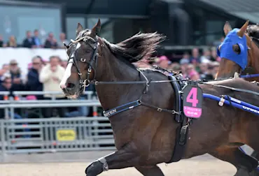 Mellby Jinx i lopp.jpg