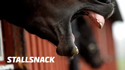 Stallsnack V65® Rättvik 