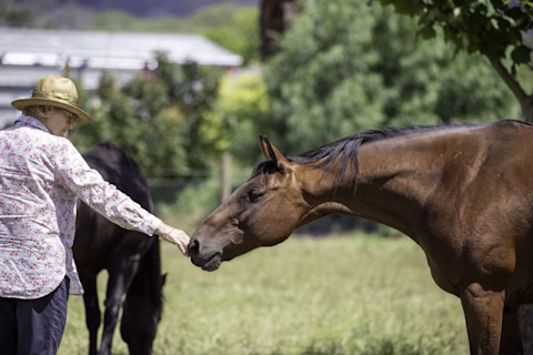 Woman petting a brown horse in the farm Woman petting a brown horse in the farm
