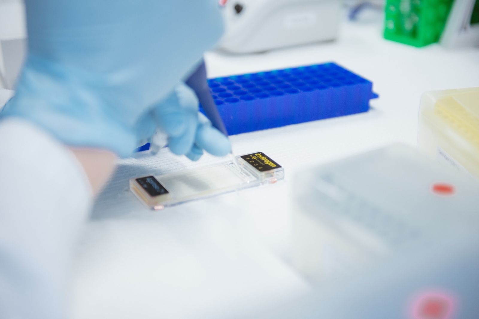 Blueprint Genetics Wunderdog 2