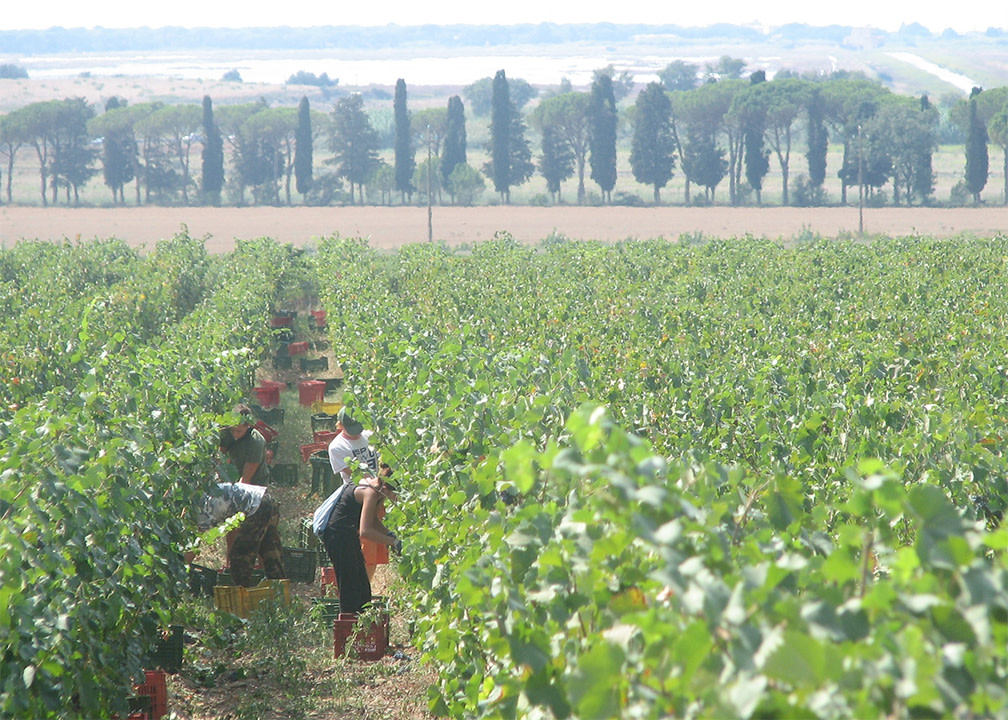 Vendemmia, Marc Robidoux 