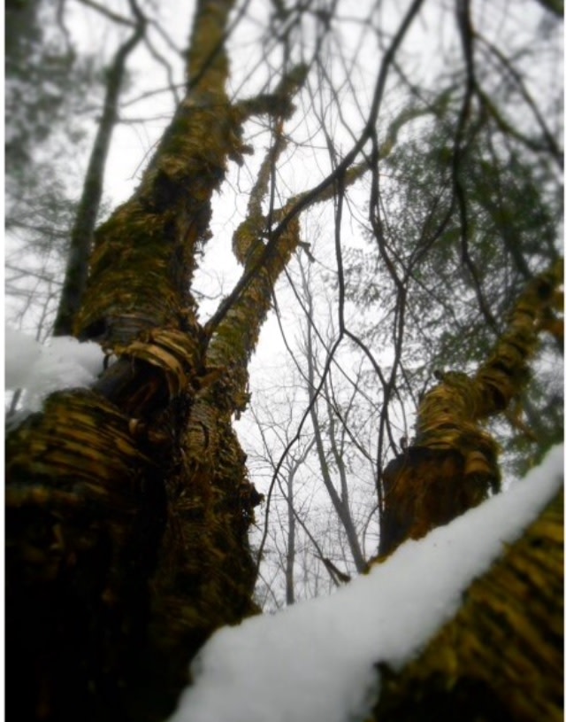 Le gardien de la forêt, Aliz Solim Bodjona 