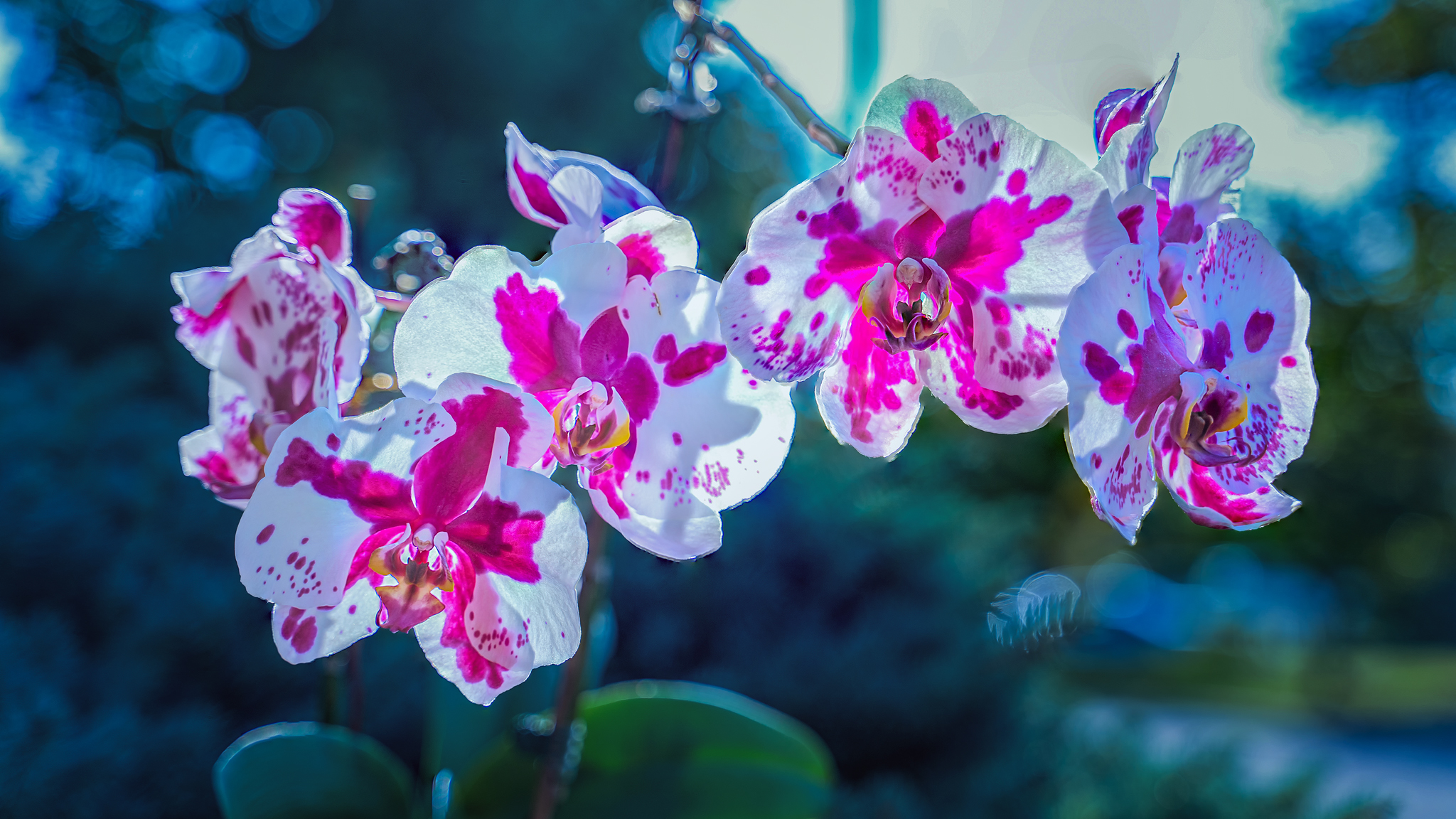 花卉