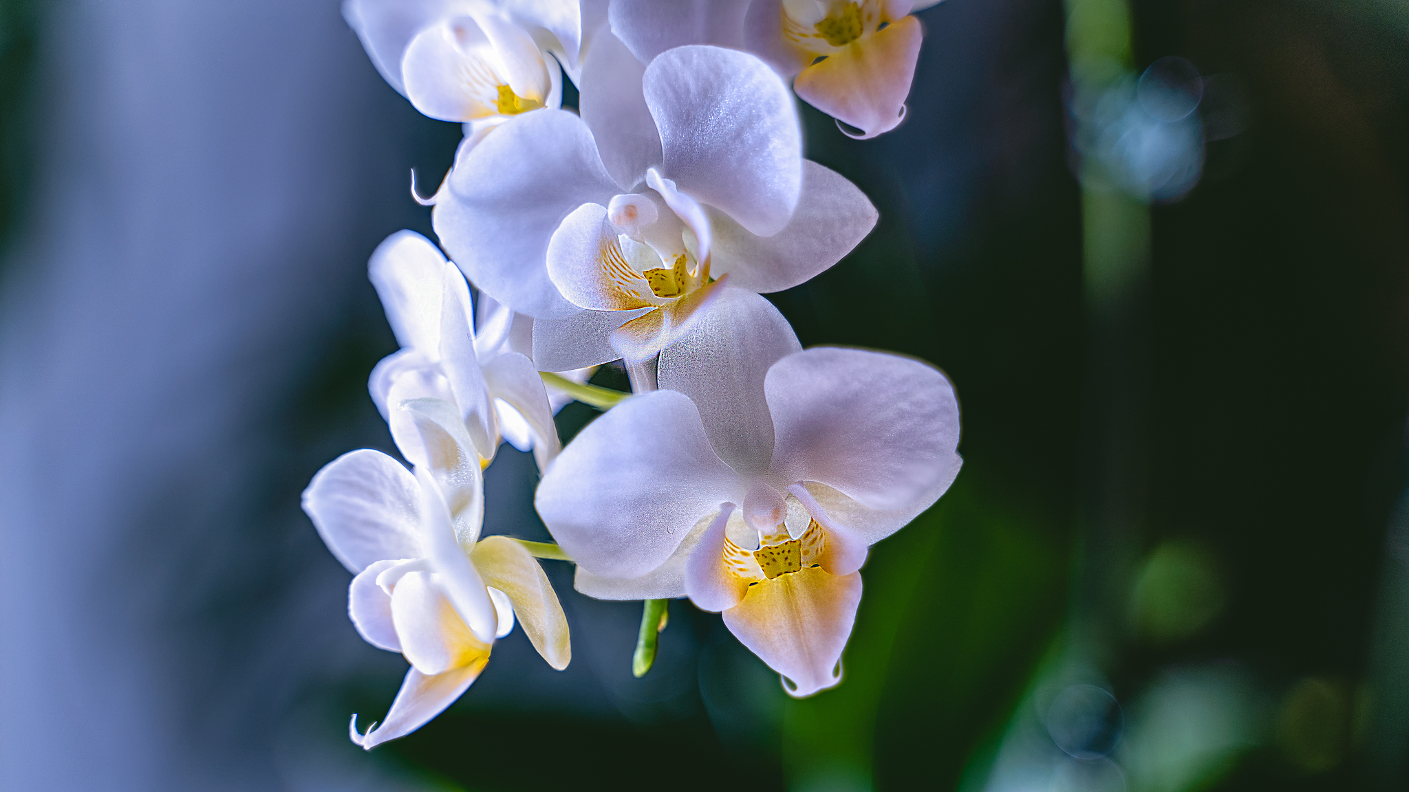 花卉