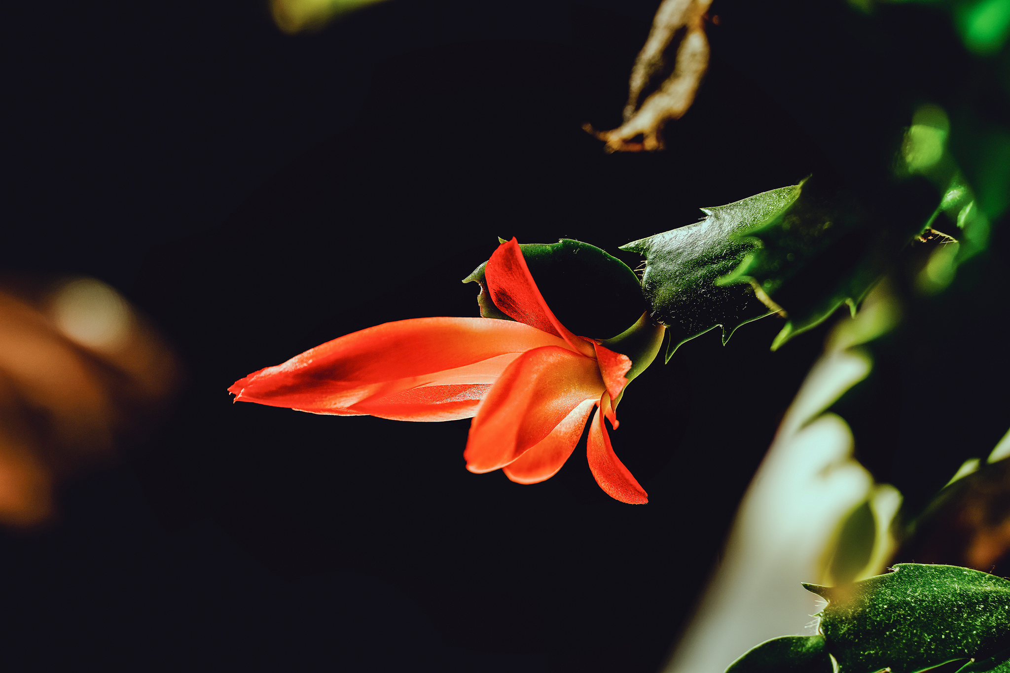 花卉