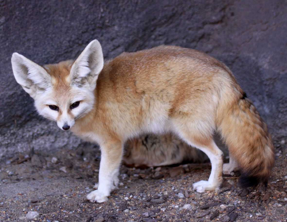 Fabulous Fennec Foxes!
