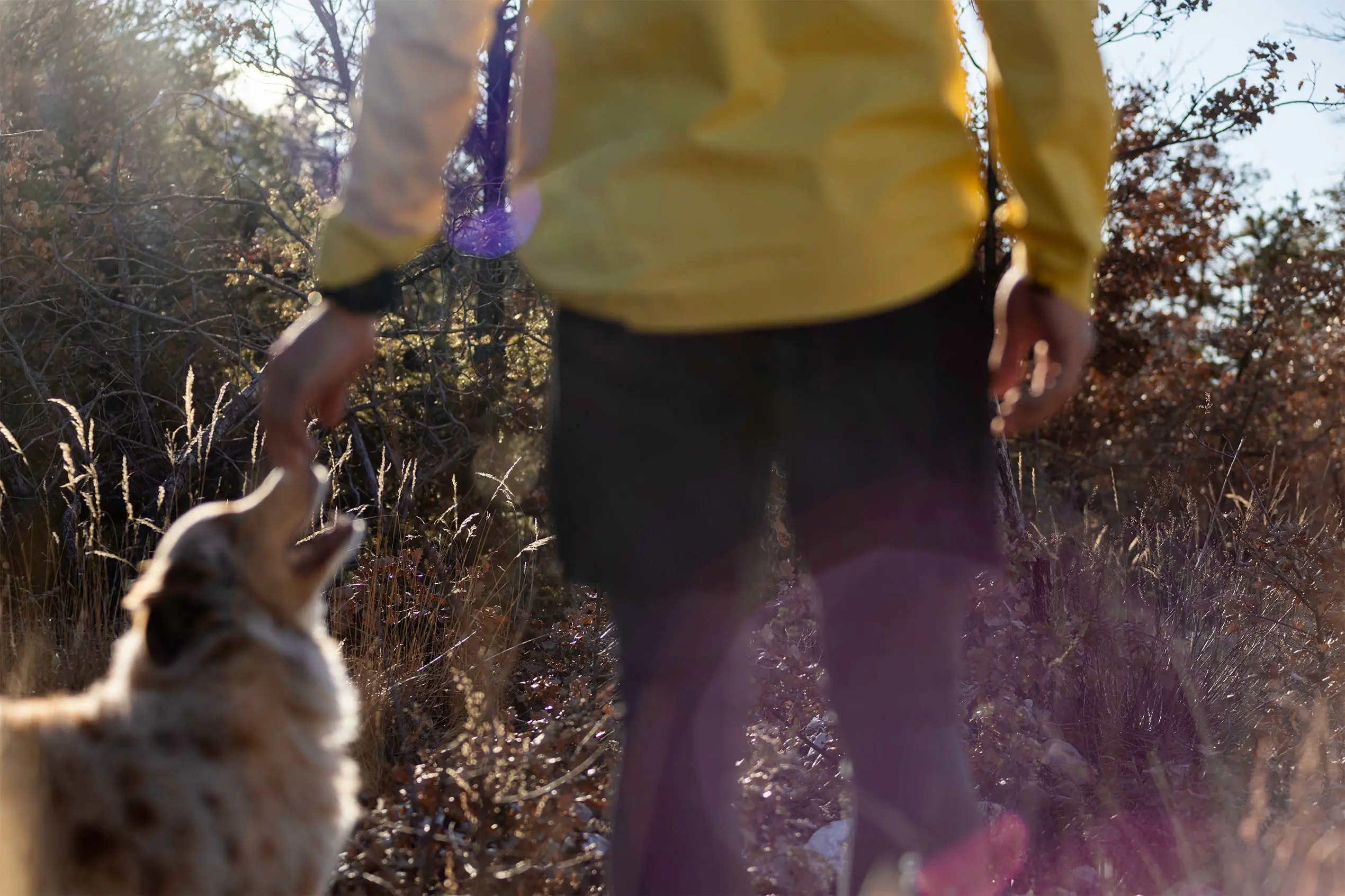 puede un perro correr más rápido que un coyote