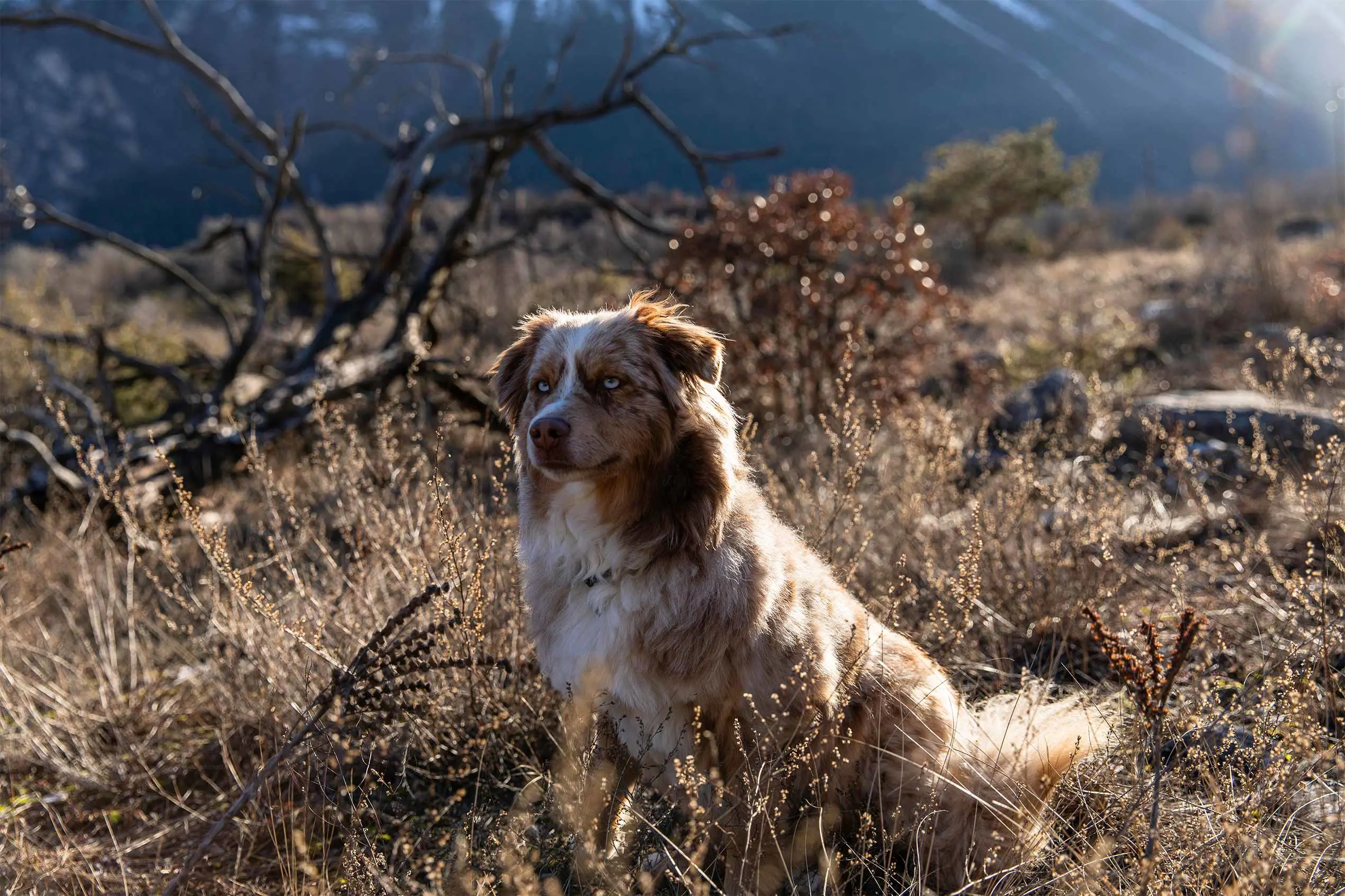 puede un perro correr más rápido que un coyote