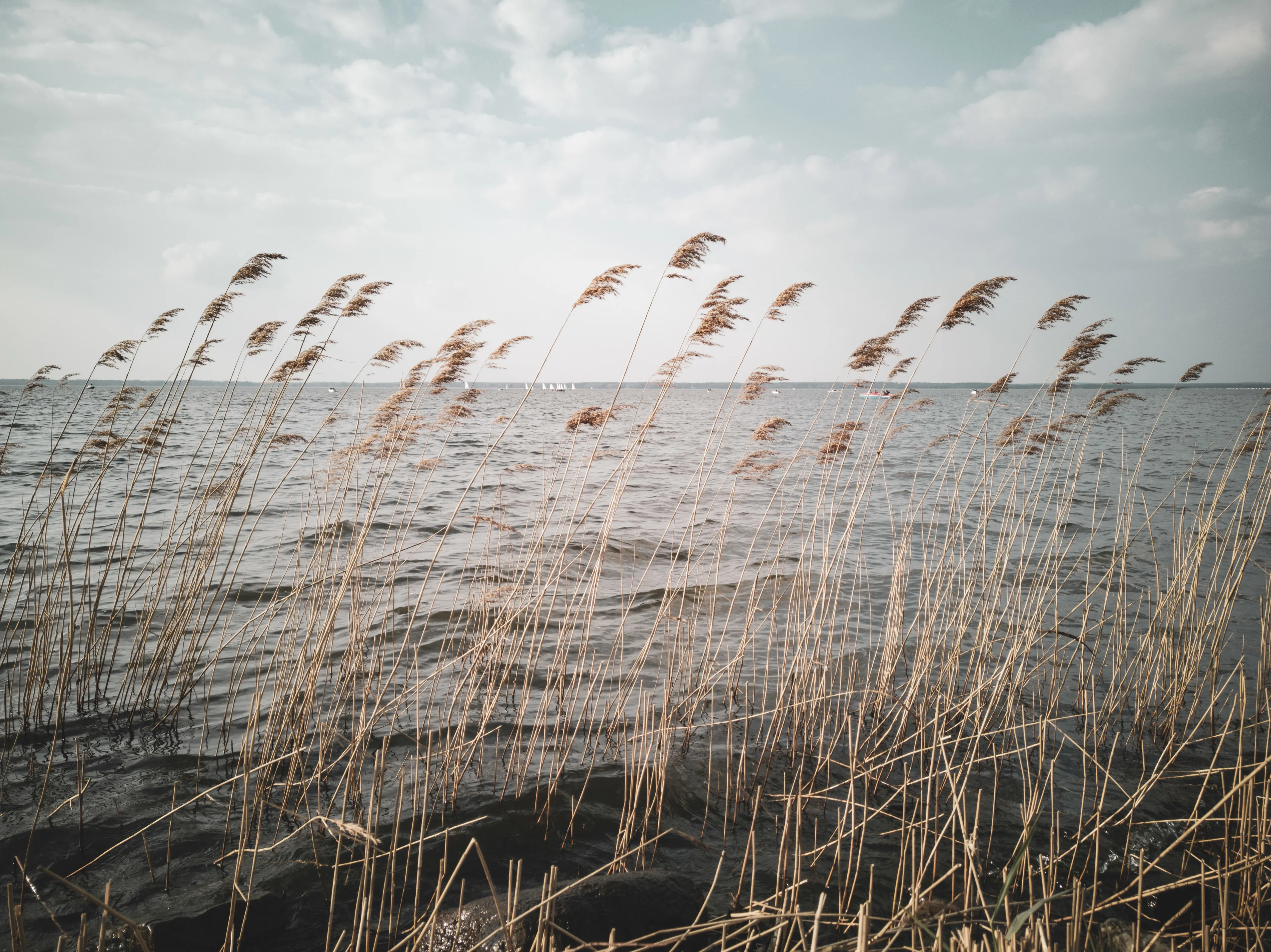 close-up-reed-grass-against-sky