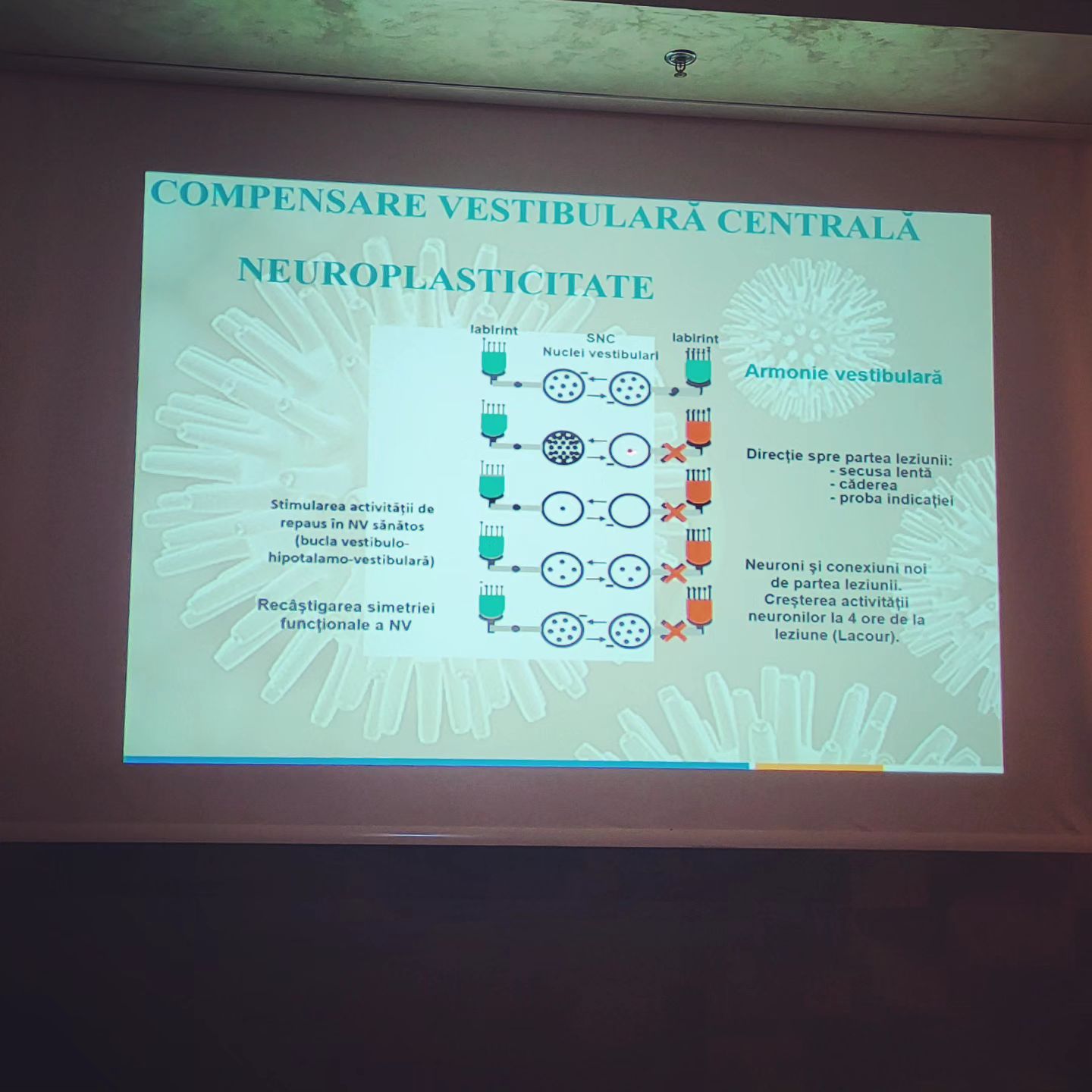 Deficitul vestibular poate fi reabilitat doar prin exerciții.