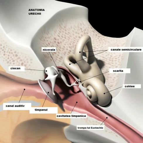 ✅️ Disfuncția trompei lui Eustachio