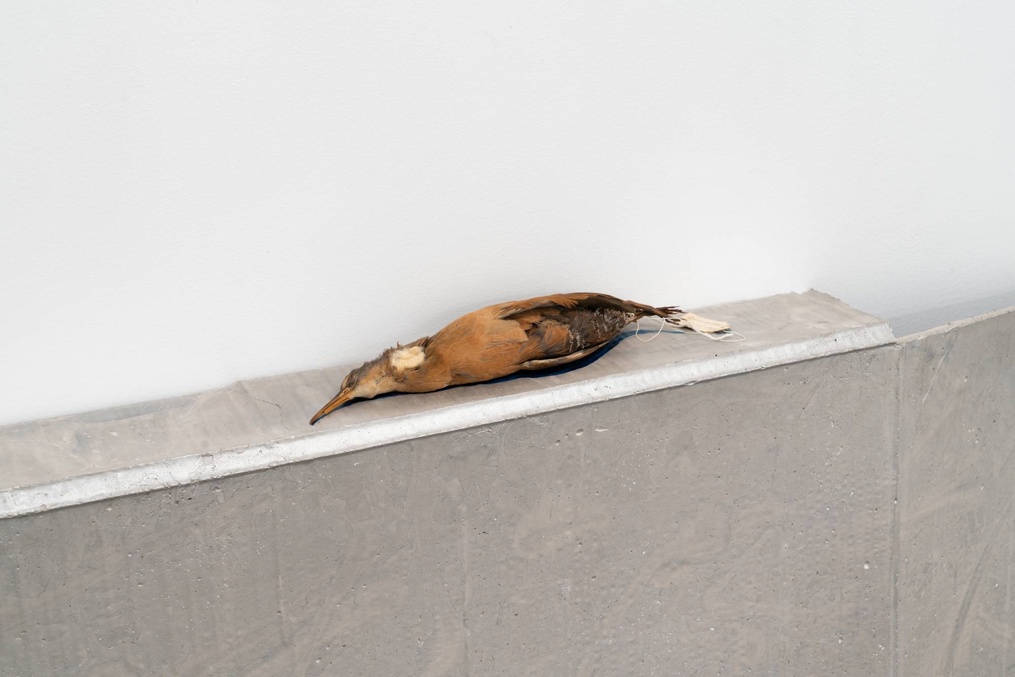 Detail of Liz Magor sculpture featuring a silver polymerized gypsum cast of a cardboard sheet and antique taxidermied bird.