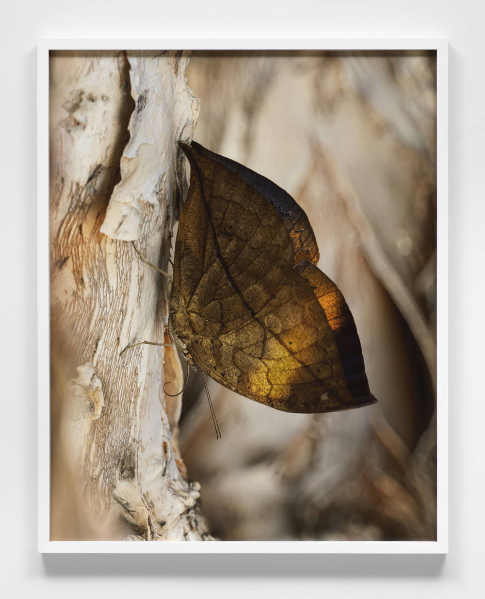 Image of a framed print by Jeffrey Stuker depicting a digitally rendered scene of a macro-image of a brown leaf-like butterfly hanging upside-down on a tree.