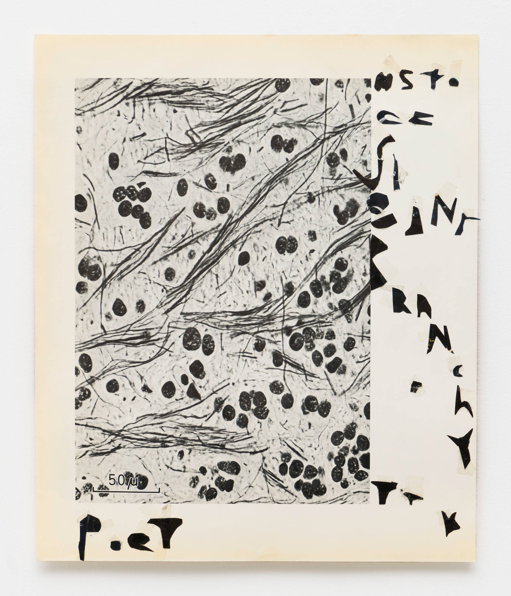 A collage consisting of a black and white microscopic photo and hand cut black letters.