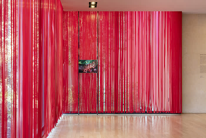 Installation view of Diane Severin Nguyen at the Hammer Museum in LA, a curtain made from red vinyl strips obscures a large corner of windows. A single framed photograph is hung in the corner of the room suspended from two pipes that run from floor to ceiling.