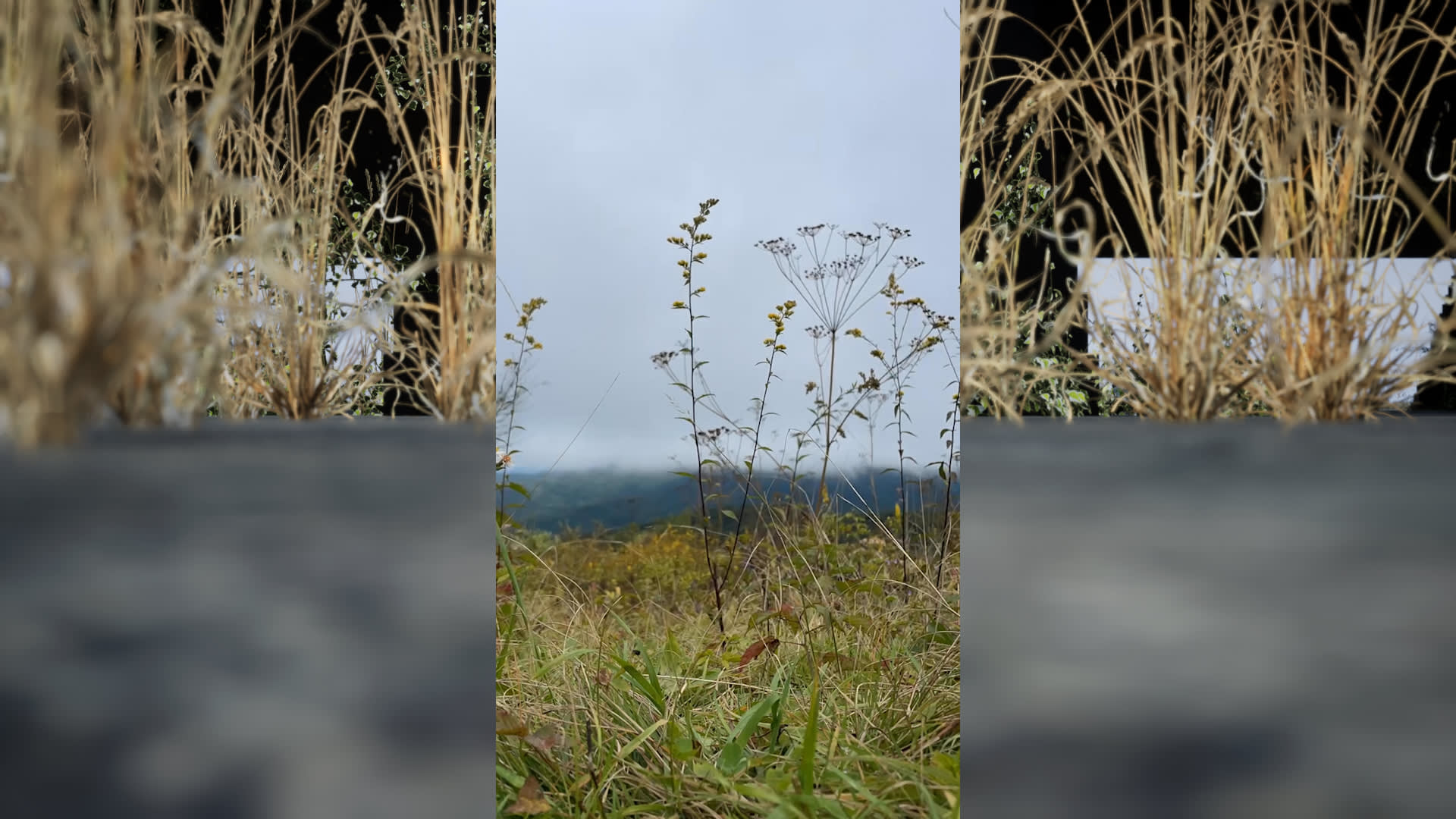 A screenshot from the film "MERCY". The scene is of a plant blowing in the wind in a field of grass.