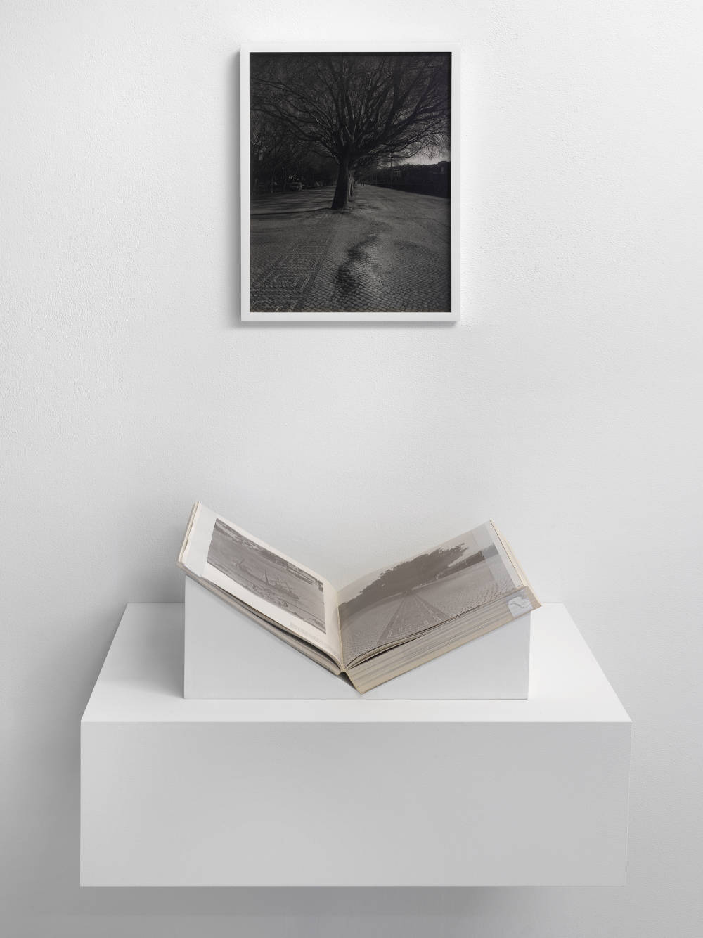 Display Installation of a framed photograph of a black and white photo, mounted on a white wall, containing a Tree and its roots which raise a stone pavement. Below the pictured frame is a display which holds a book open. The book shows a photograph of a black and white photo of the same tree and pavement, but much earlier. 
