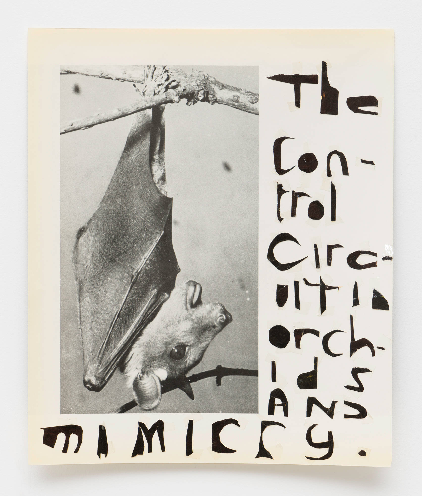 A collage including a black and white photo of a bat hanging upside down from a branch. The phrase "The Control Circuit in Orchids and Mimicry" is spelled out in hand-cut black letters.
